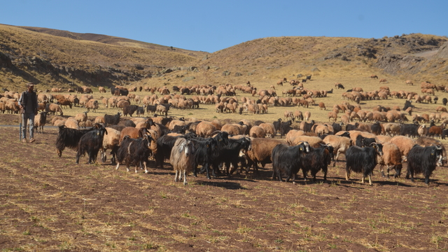 Muş'ta kadınların meradaki süt sağım mesaisi sürüyor