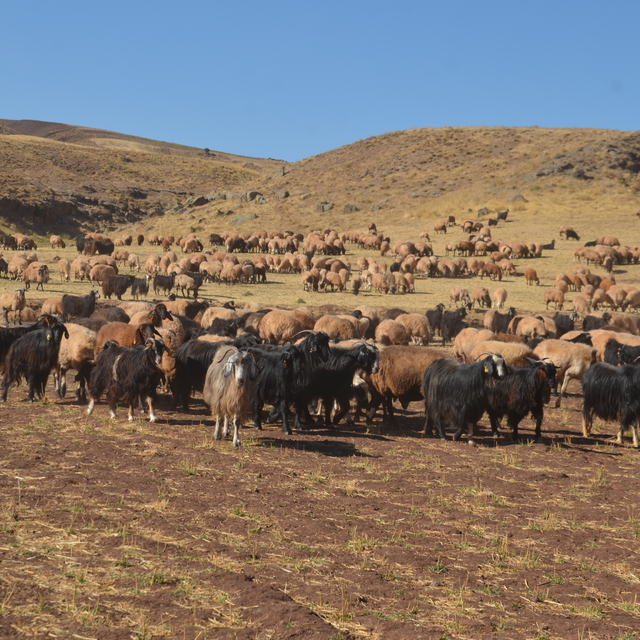Muş'ta kadınların meradaki süt sağım mesaisi sürüyor