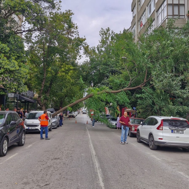 Rüzgarın devirdiği ağaç, otomobilin üzerine düştü