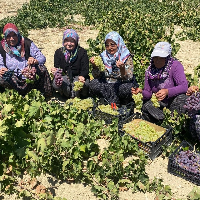 Mersin'de 1400 rakımda üzüm hasadı