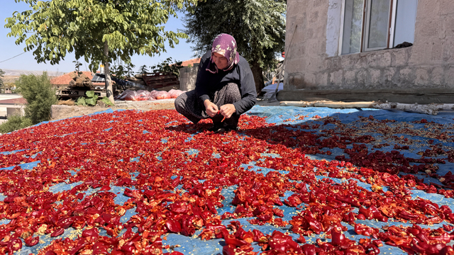 Kayseri'nin damlarında kuruyan Cırgalan biberi sofralara lezzet katıyor