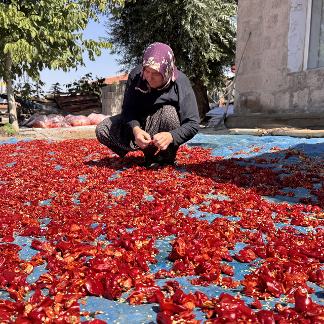 Kayseri'nin damlarında kuruyan Cırgalan biberi sofralara lezzet katıyor