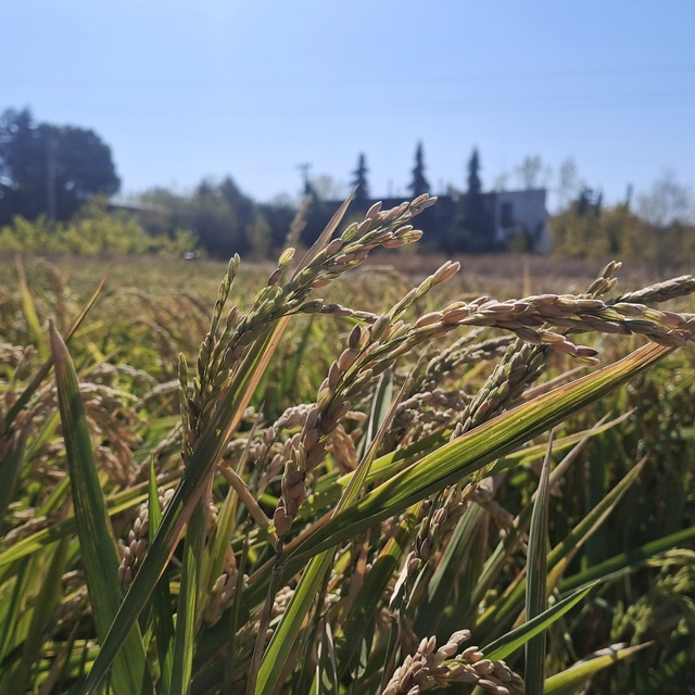 Bursa'da, su tasarruflu çeltik üretimi