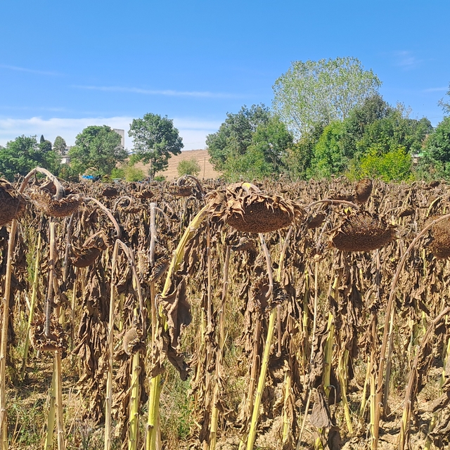 Sakarya'da üreticiler hibrit ayçiçeği hasadı mesaisinde