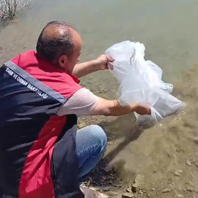 Ulaş'ta barajlara 20 bin sazan yavrusu bırakıldı