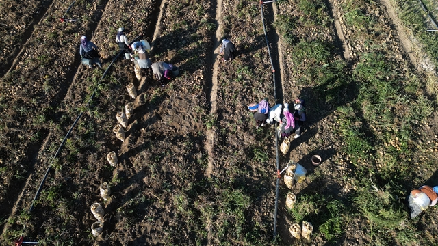 Kayseri'de hasat edilen patatesler yurt dışına ihraç ediliyor