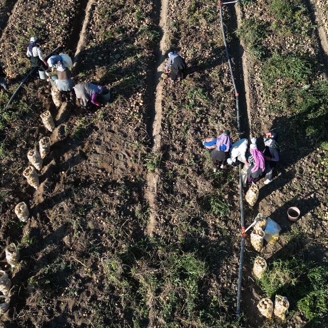 Kayseri'de hasat edilen patatesler yurt dışına ihraç ediliyor