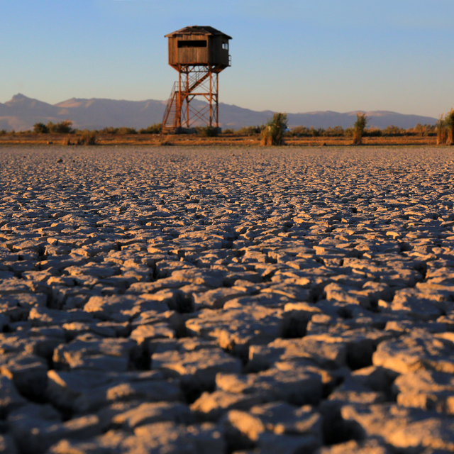 Fotoğrafçılar kuruyan Ereğli Akgöl Sazlıkları'nda yeniden kuşları görüntüle...