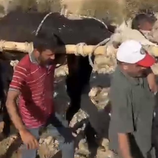 Ayağı kırılan 500 kiloluk ineği, sedyeyle 2 kilometre taşıdılar