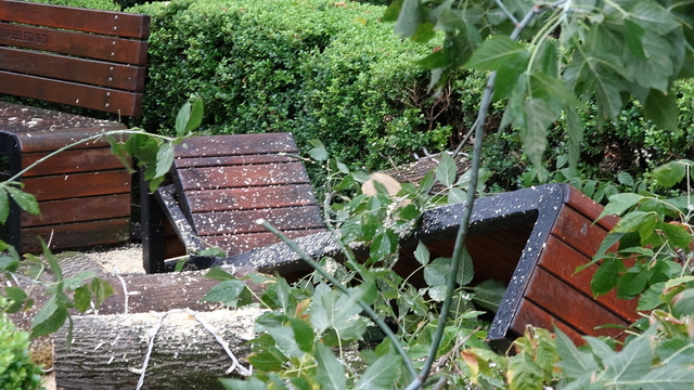 Rüzgarın devirdiği ağaç, parktaki bankların üzerine düştü