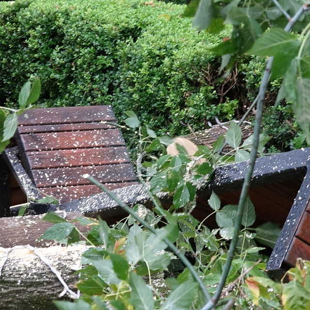 Rüzgarın devirdiği ağaç, parktaki bankların üzerine düştü