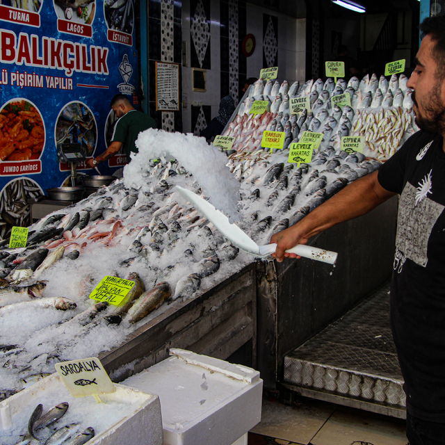 Balık bollaştı, fiyatlar düştü