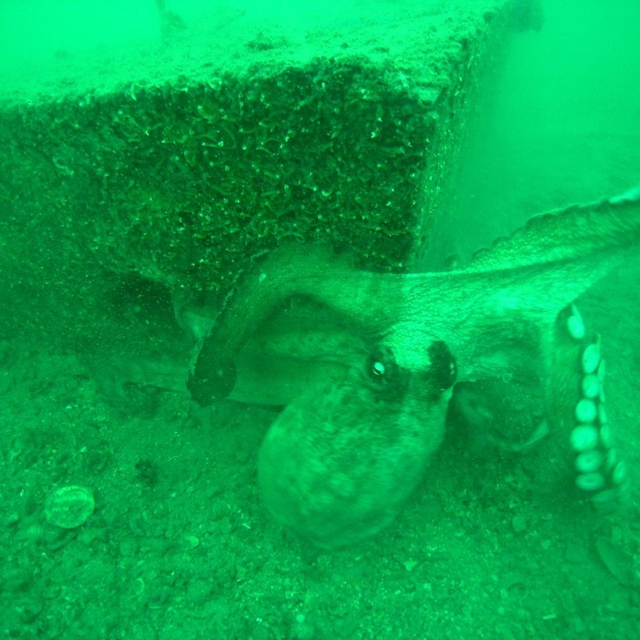 İzmir Körfezi'ne ahtapotlar için yapay resif