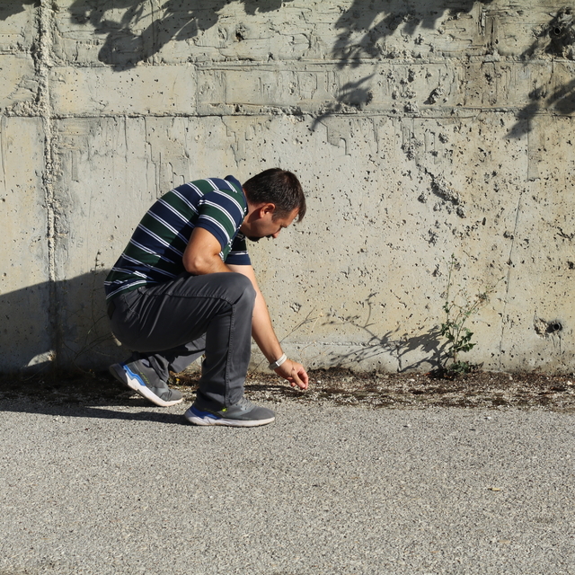 Çankırı'da yalnızca okyanus veya Akdeniz ikliminde görülen kara yosunu türü...