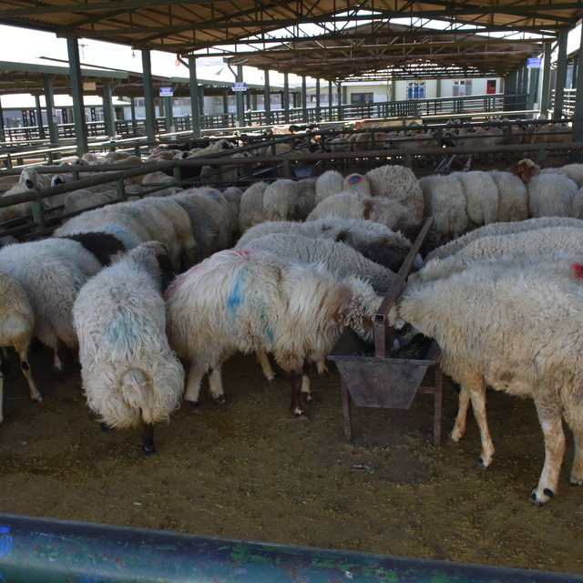 Malatya'da şap nedeniyle kapatılan hayvan pazarı açıldı
