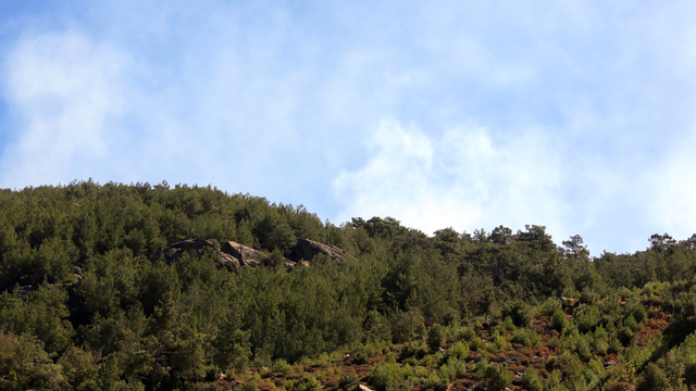 Aydın'da çıkan orman yangınına müdahale sürüyor
