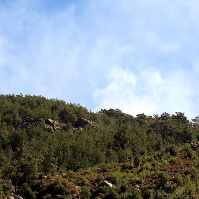Aydın'da çıkan orman yangınına müdahale sürüyor