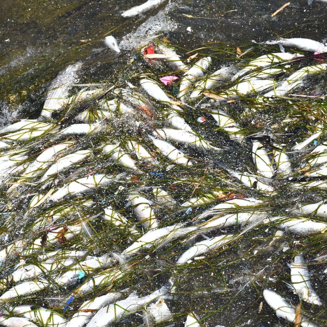 İzmir Körfezi'nde balık ölümleri