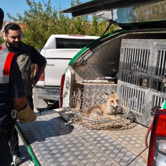 Yozgat'ta yaralı tilki tedavi altına alındı