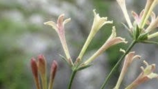 Küre Dağları Milli Parkı'nda endemik bitki türü keşfedildi