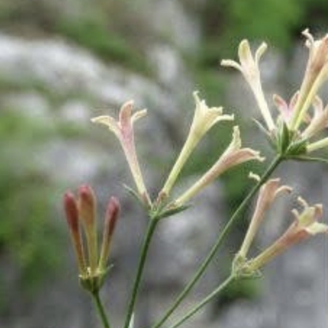 Küre Dağları Milli Parkı'nda endemik bitki türü keşfedildi