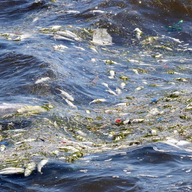 İzmir Körfezi'nde balık ölümleri sürüyor