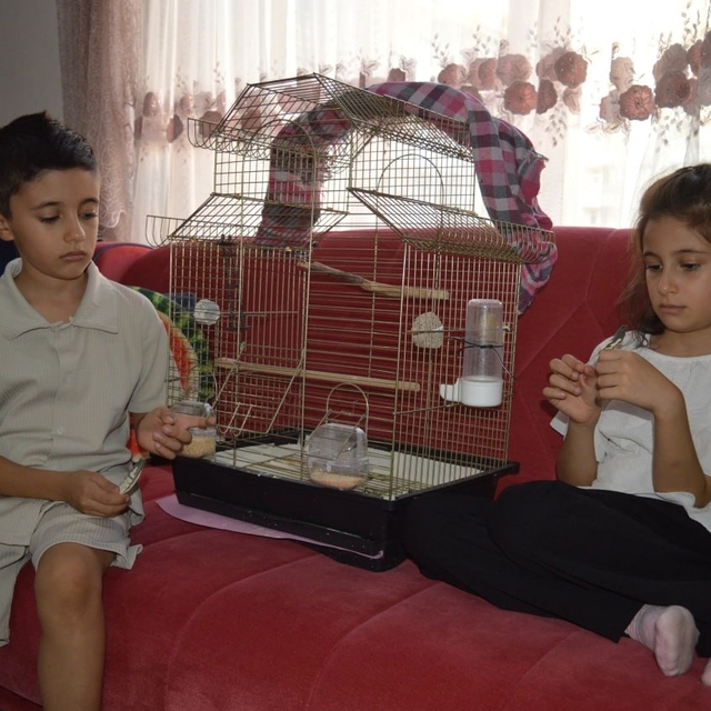 Kardeşler, günlerdir pencereden kaçan papağanları 'Zeytin'i arıyor