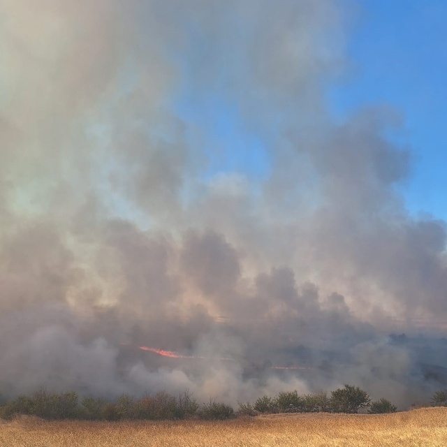 Edirne'de anızda çıkıp ağaçlık alana sıçrayan yangın söndürüldü