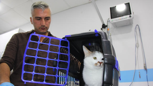 Şehir değiştirince depresyona giren 'Paşa' kediye antidepresanlı tedavi