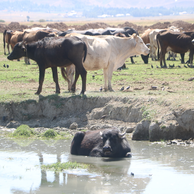 Yüksekova'da manda yetiştiriciliği yeniden geçim kaynağı oldu