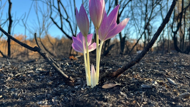 Orman yangınında yanan alanda çıkan 'güz çiğdemi' umut oldu