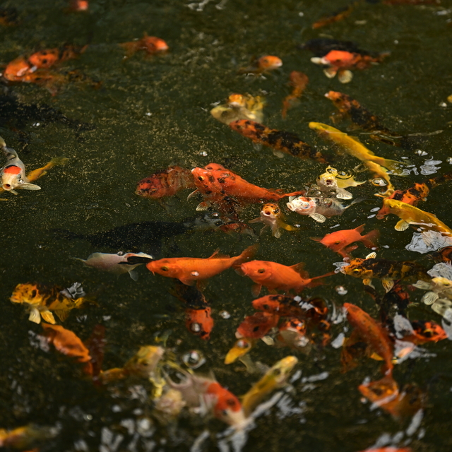 Çocukluk hobisi, Türkiye'nin önde gelen balık üretim tesisine dönüştü