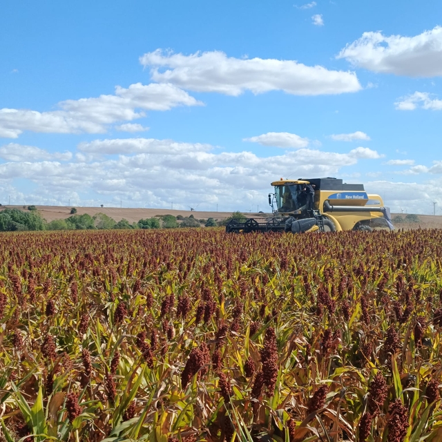 Tekirdağ'da sorgum hasadı yapıldı