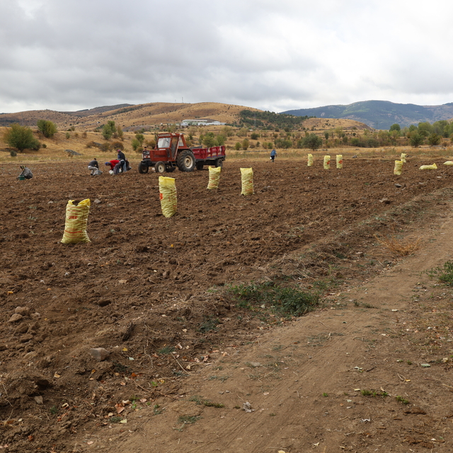 Çankırı'da atıl arazide yetiştirilen patates hasat ediliyor