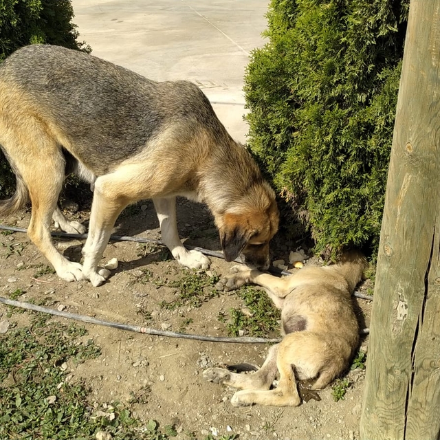 Yavru köpeğe araç çarptı; annesi başından ayrılmadı