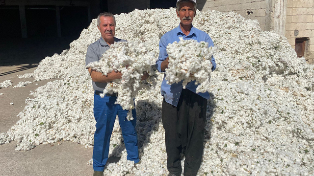 Araban Ovası'nda pamuk hasadı başladı