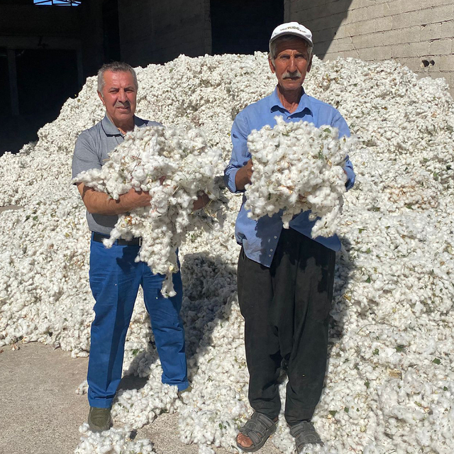 Araban Ovası'nda pamuk hasadı başladı