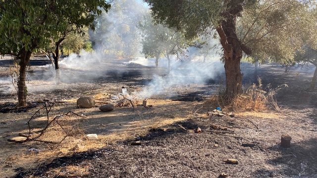 Aydın'ın Nazilli ilçesinde zeytinlik alanda çıkan yangın kontrol altına alındı