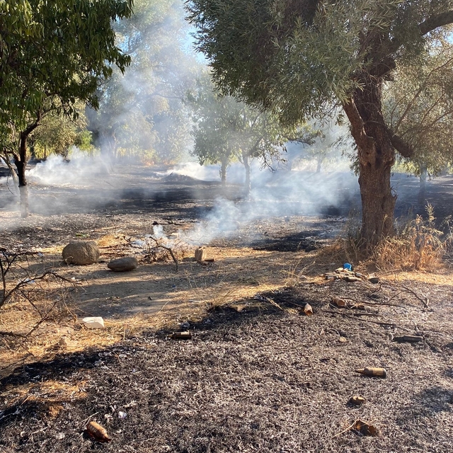 Aydın'ın Nazilli ilçesinde zeytinlik alanda çıkan yangın kontrol altına alı...