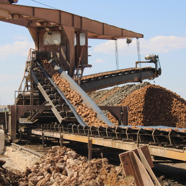 Malatya'da bu yıl 500 bin ton pancar işlenerek 62 bin ton şeker elde edilec...