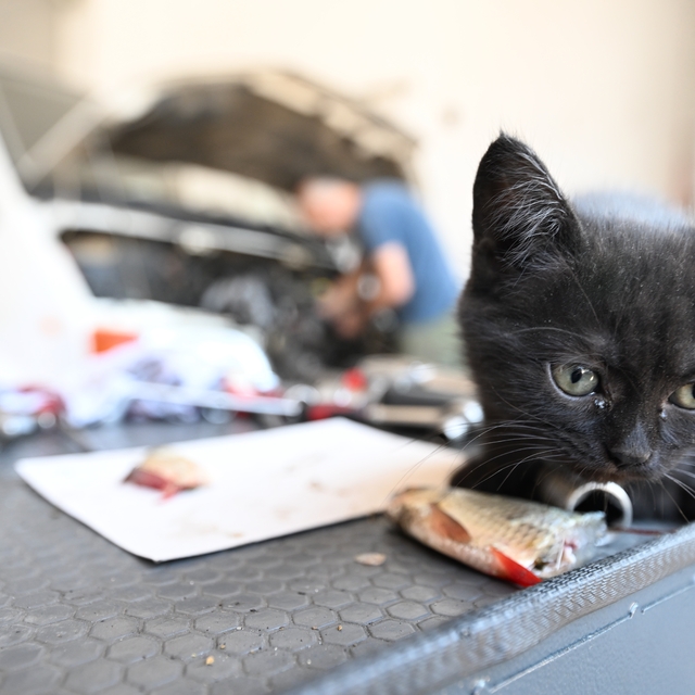 Tamire getirilen otomobilin motor kısmından çıkarılan kediyi usta sahiplend...