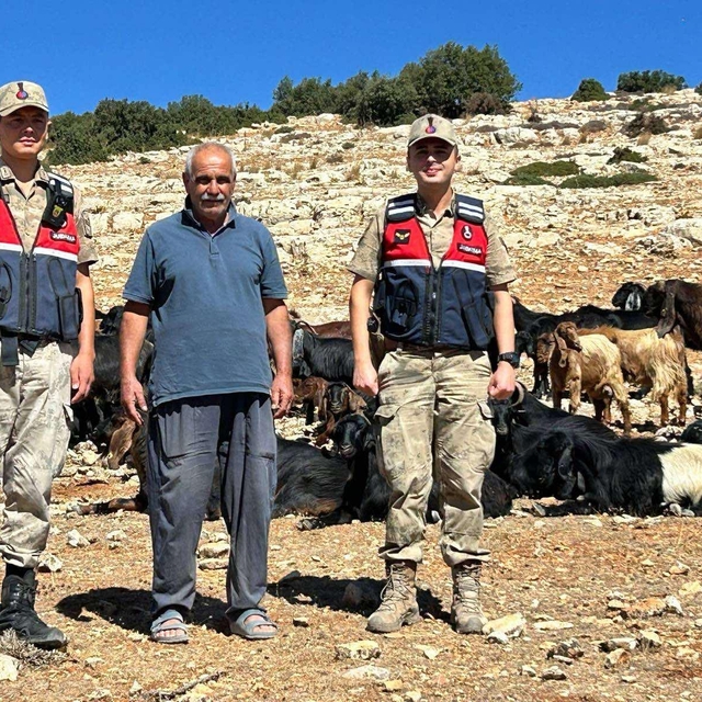 Kilis'te kaybolan küçükbaş hayvanlar jandarma tarafından bulundu