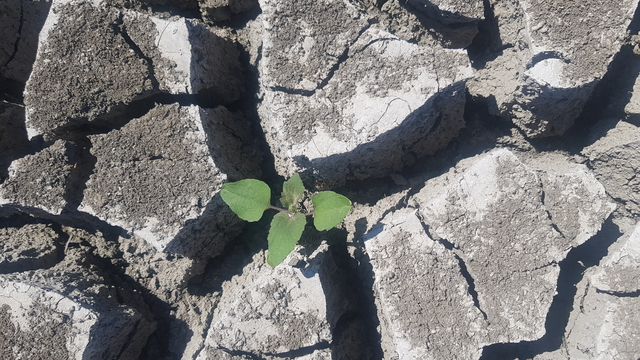 Gaziantep'teki Tahtaköprü Barajı'nda su seviyesi yüzde 30'a düştü