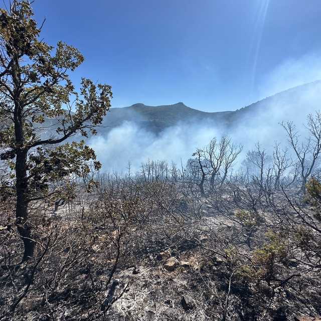 Konya'da çıkan orman yangınına müdahale ediliyor