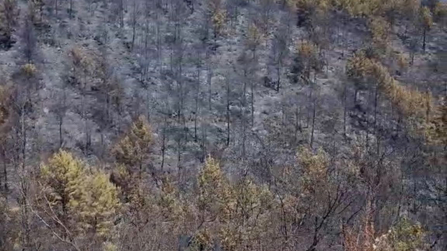 Alanya'daki orman yangınlarında 400 hektar alan zarar gördü