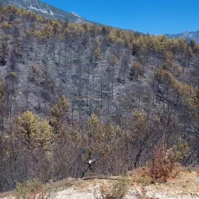 Alanya'daki orman yangınlarında 400 hektar alan zarar gördü
