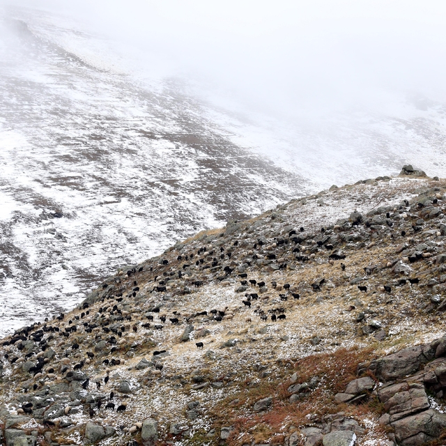 Ardahan'da küçükbaş hayvan sürüleri kar yağışına hazırlıksız yakalandı