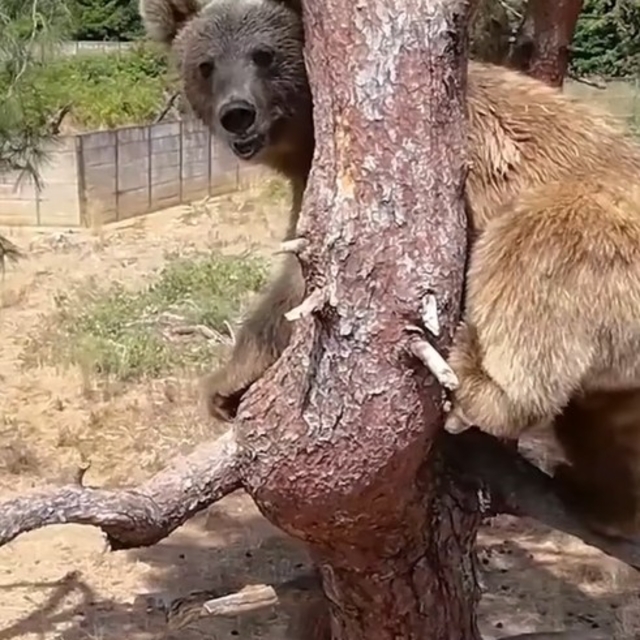 Bozayılar günlerinin büyük bölümünü tırmandıkları ağaçlarda geçiriyor