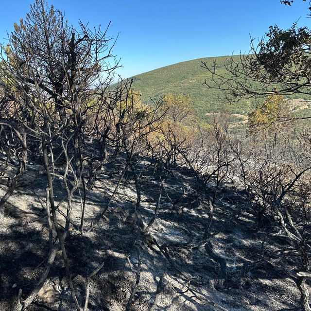 GÜNCELLEME - Akşehir'de çıkan orman yangını söndürüldü