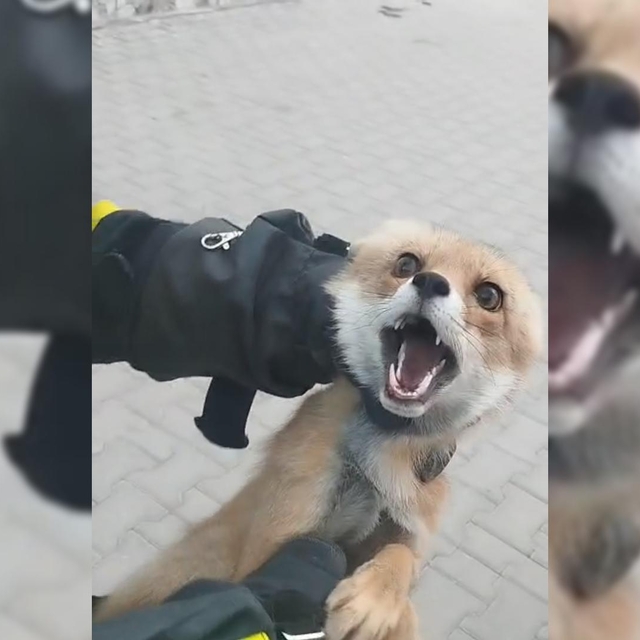 Şarkışla'da binaya giren tilki doğaya salındı